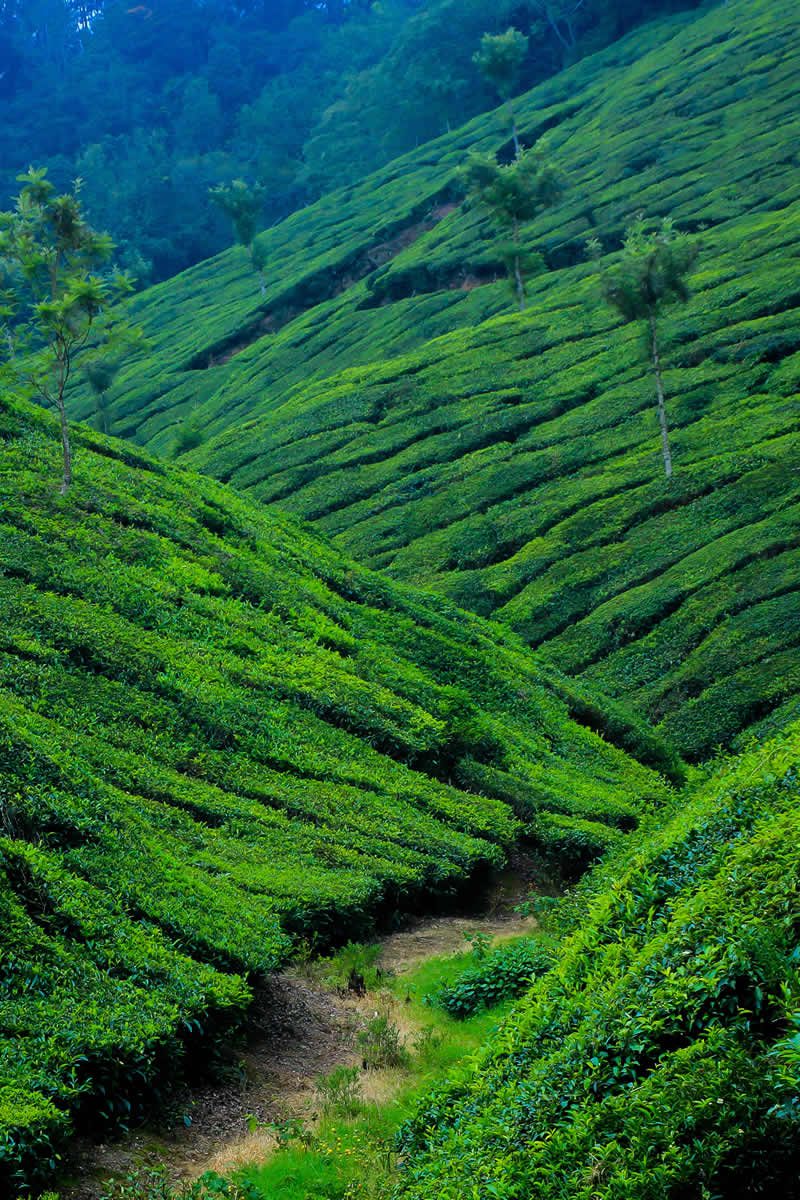 Green Hills Munnar